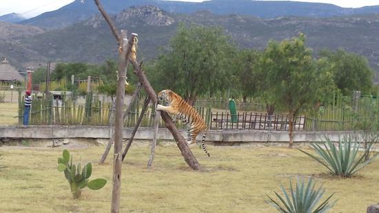 Museo de las Culturas de Oaxaca